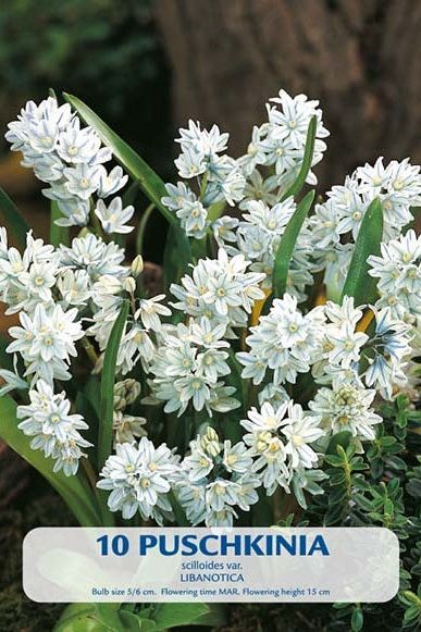 Puschkinia Libanotica 10-pakning